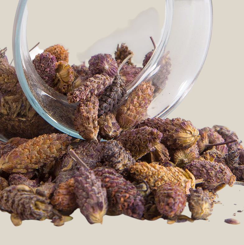 TuanaShop BV gedroogde Franse lavendel of Karabas Otu bloemknoppen uit een glazen pot op een witte achtergrond