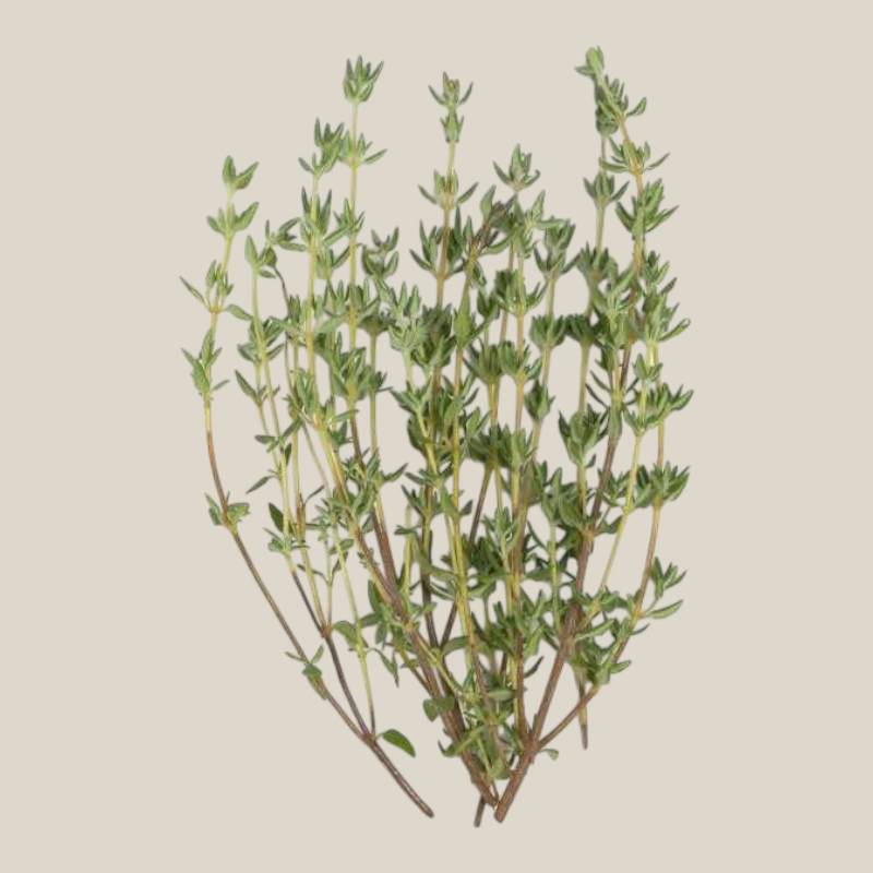 TuanaShop BV verse wilde tijm takjes met groene blaadjes voor kruidenthee of culinair gebruik